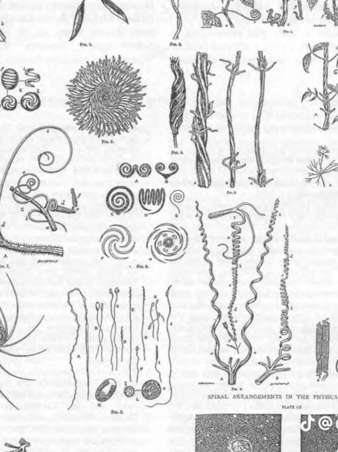 Vitae diam dignissim